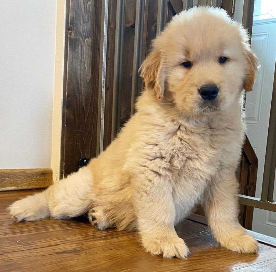 Золотистый ретривер купить в Новосибирске