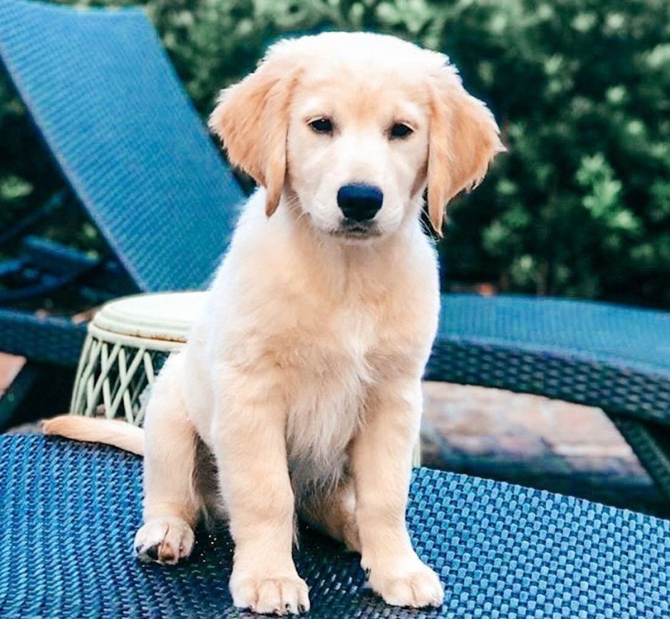 Лабрадор ретривер золотистый гладкошерстный