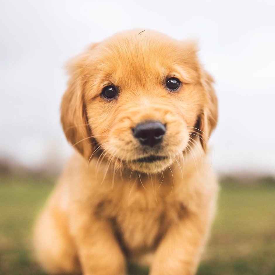 Золотистый ретривер Энцо