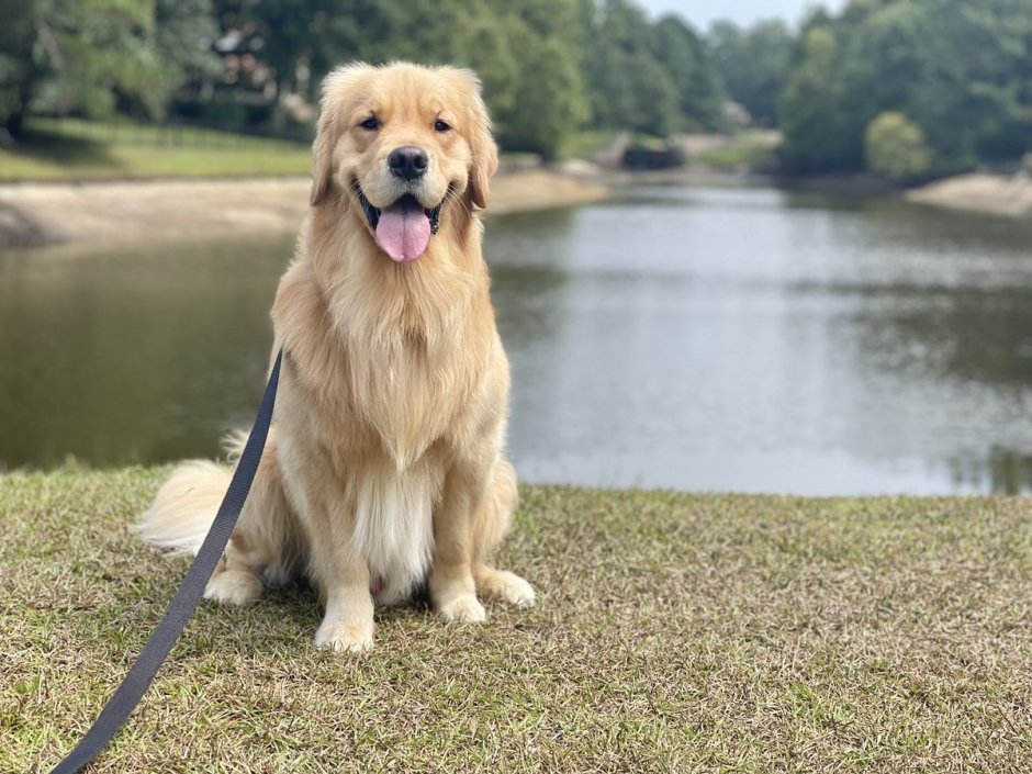 Золотистый ретривер карликовый