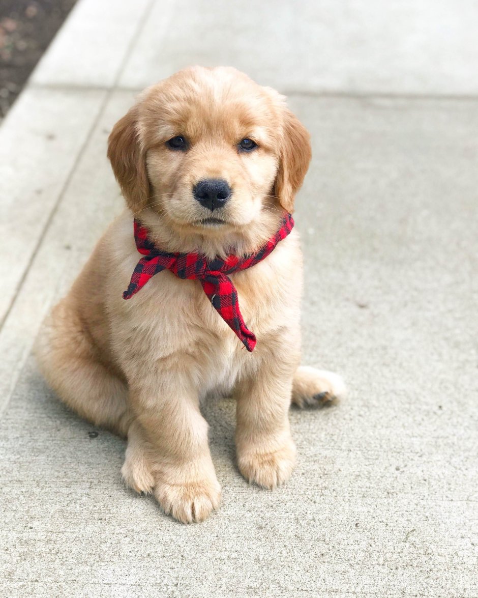 Лабрадор ретривер карликовый