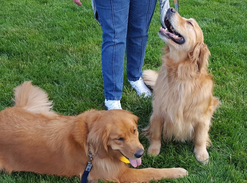 Золотой ретривер мини