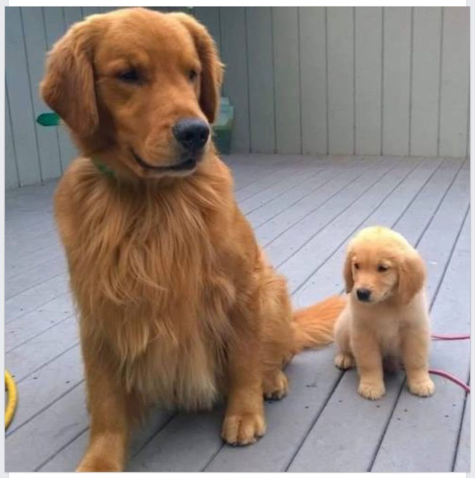 Золотистый ретривер карликовый