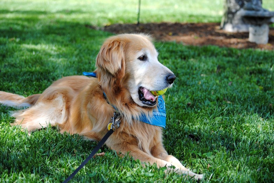 Лабрадор-ретривер и золотистый ретривер