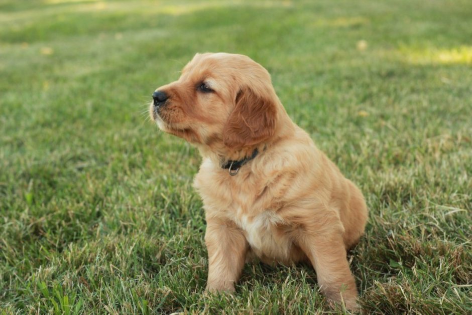 Шотландский ретривер