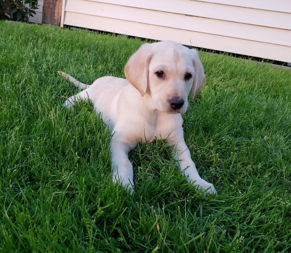 Карликовый лабрадор