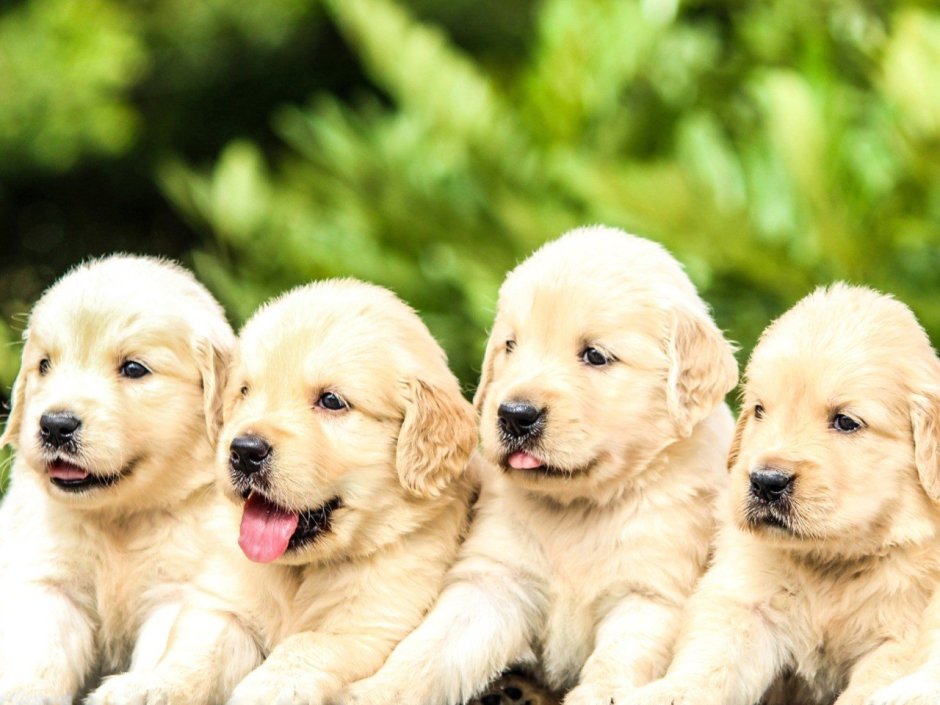 Лабрадор ретривер карликовый