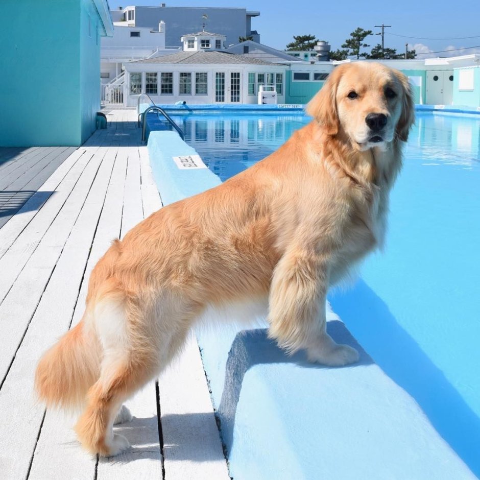 Голд ретривер золотистый