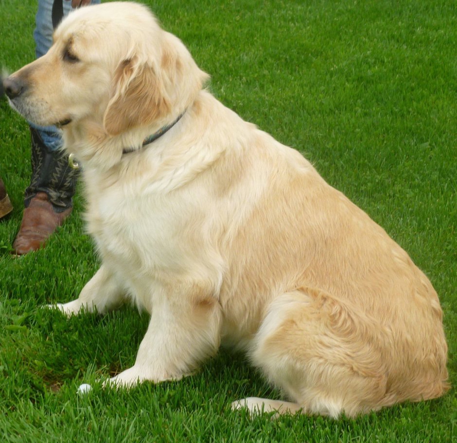 Голден ретривер в стойке