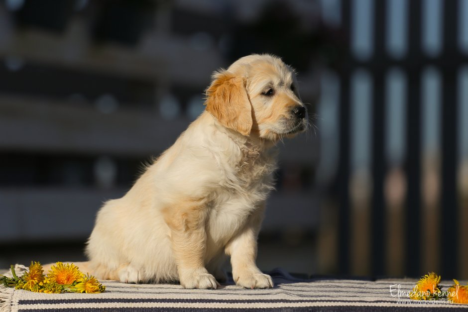 Золотистый ретривер карликовый