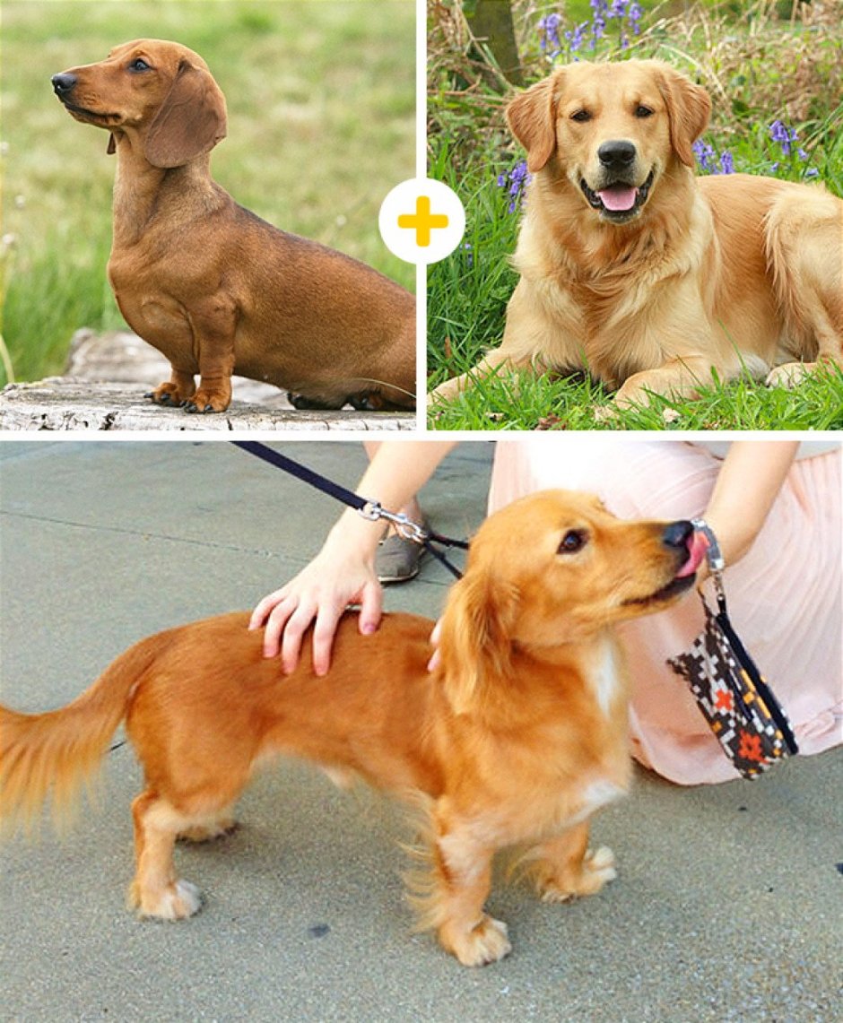 Фото настоящего лабрадора