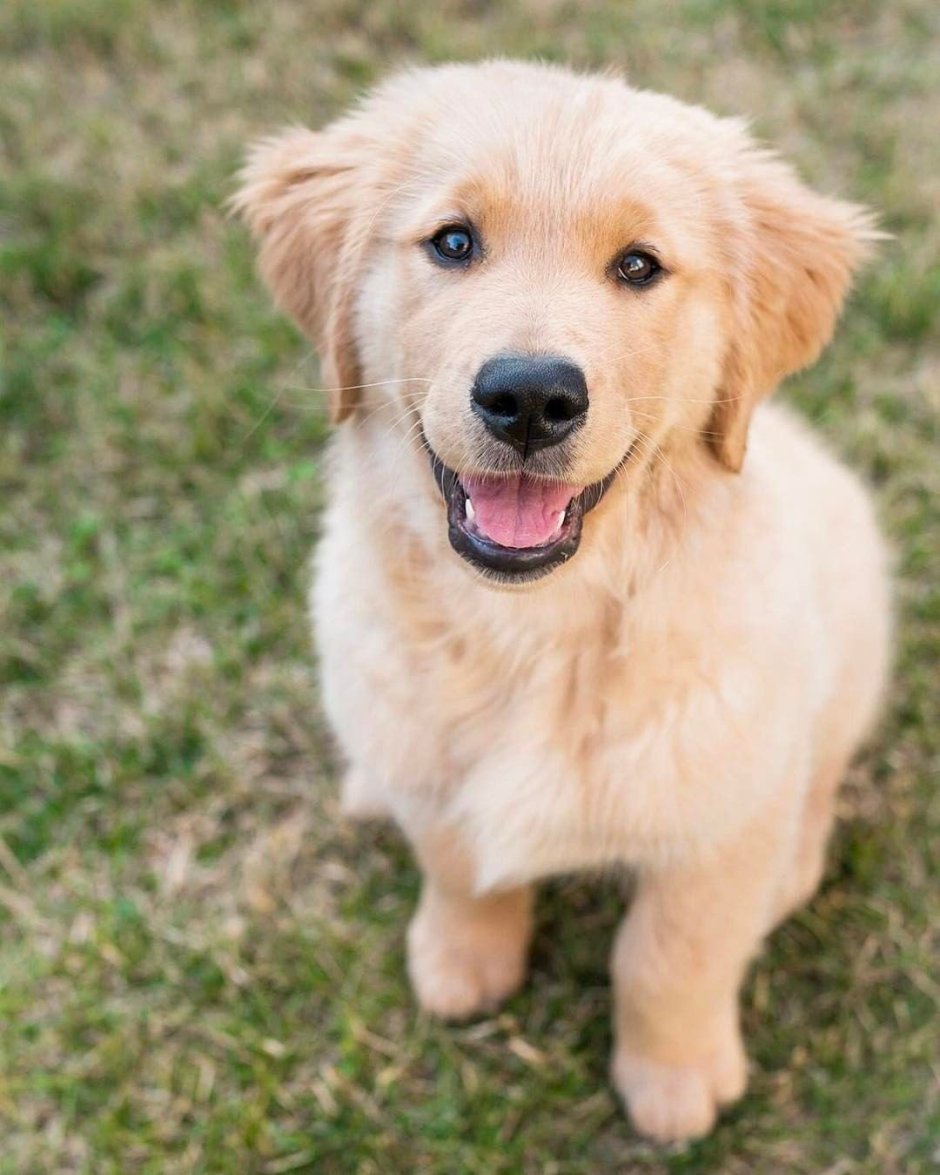 Лабрадор золотистый ретвилер