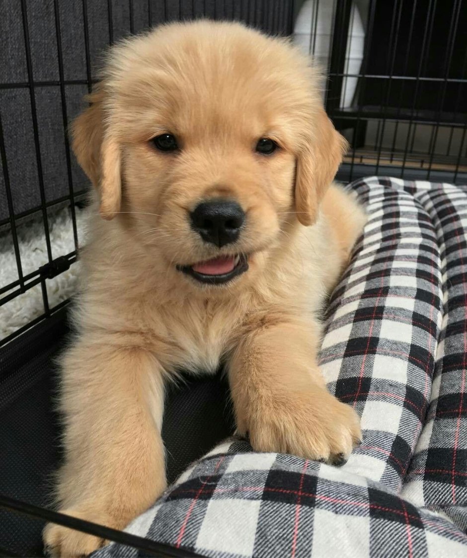 Золотистый ретривер