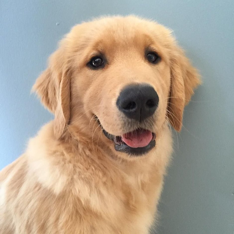 Золотистый ретривер мини