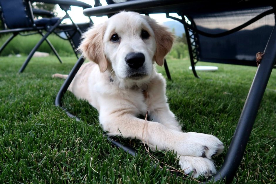 Фотосессия с золотистым ретривером