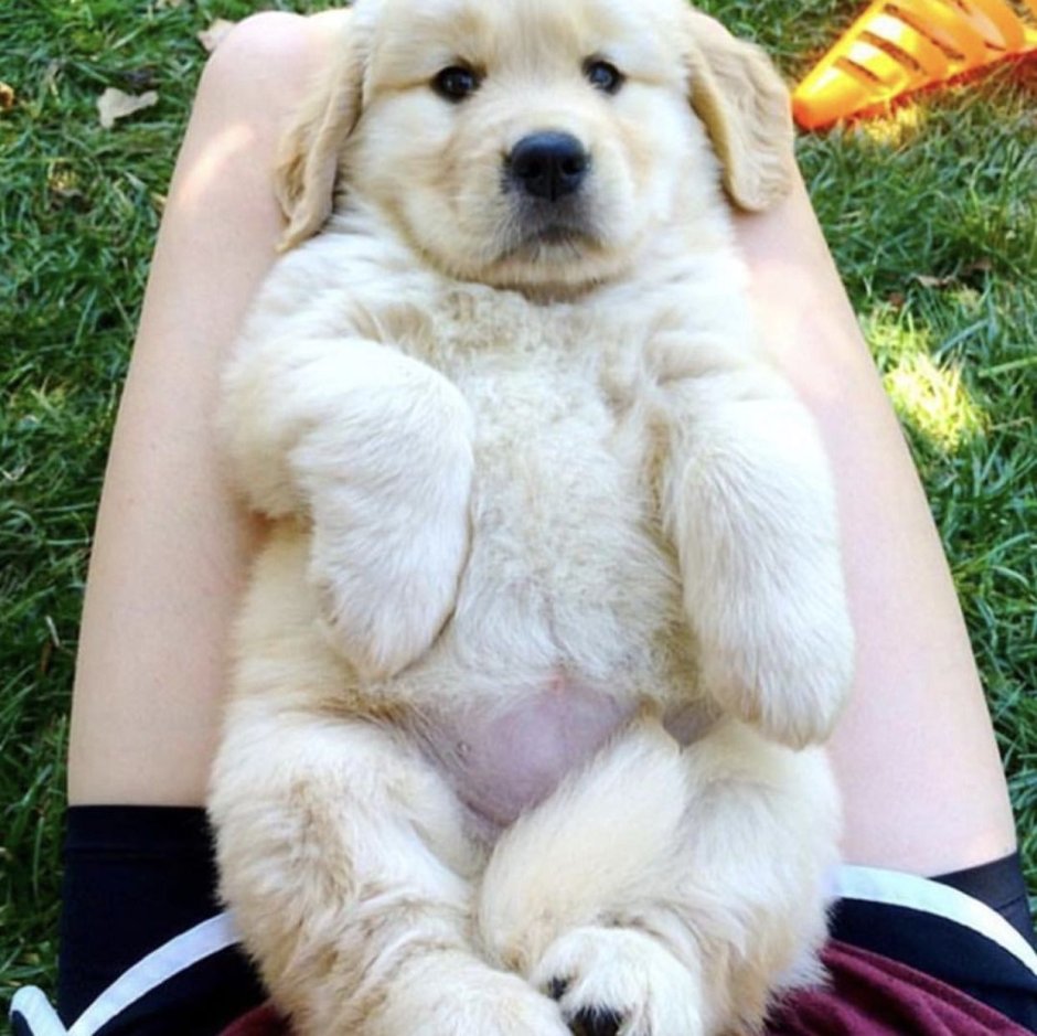 Золотистый ретривер Тоби