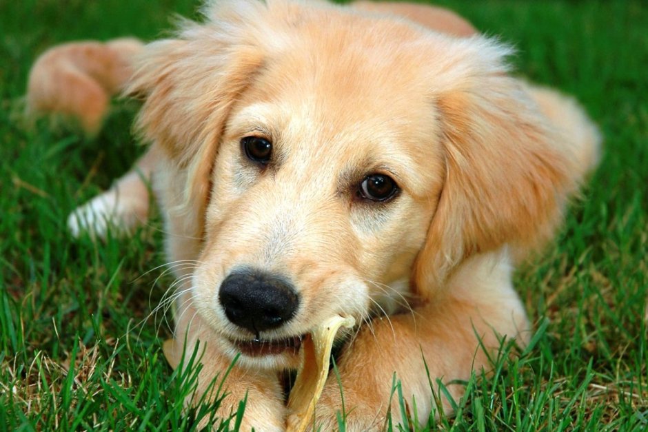 Золотистый ретривер Чарли