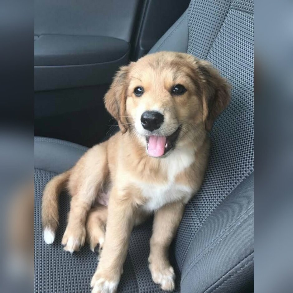 Лабрадор окрас пятнистый