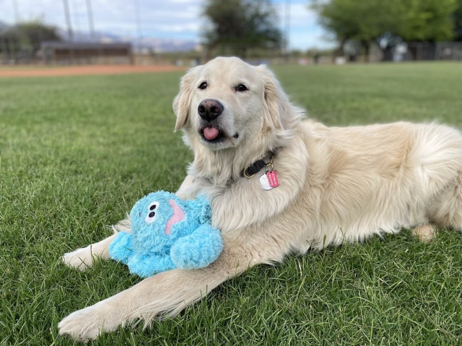 Милый золотистый ретривер