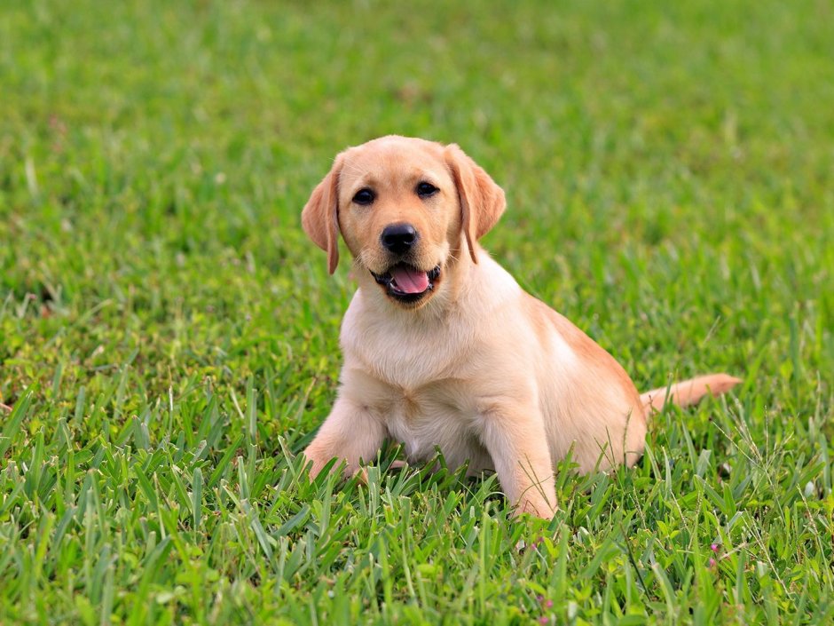 Лабрадор ретривер щено4