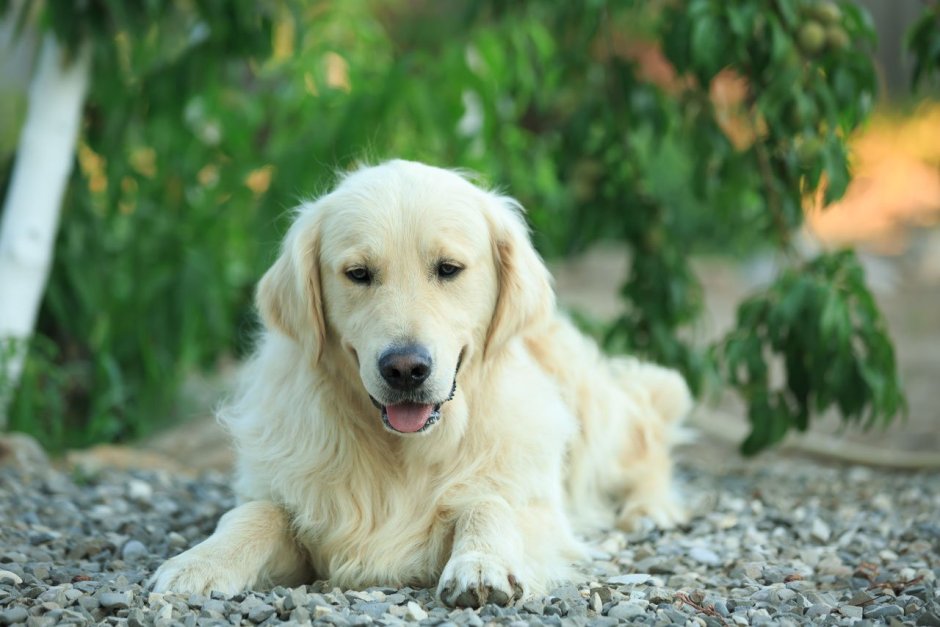 Ретривер gk471