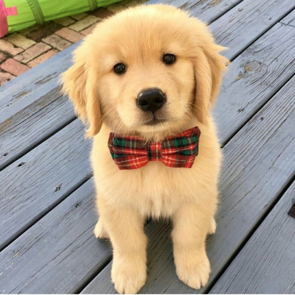 Карликовый ретривер