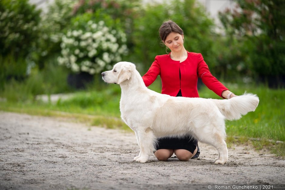 Паппи золотистый ретривер