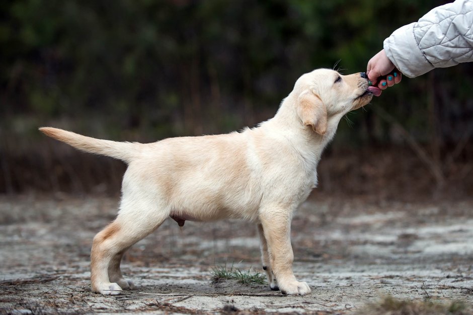 Золотистый ретривер щенок