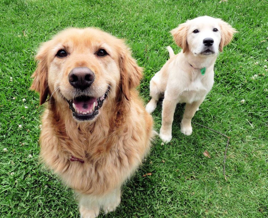 Золотистый ретривер поводырь