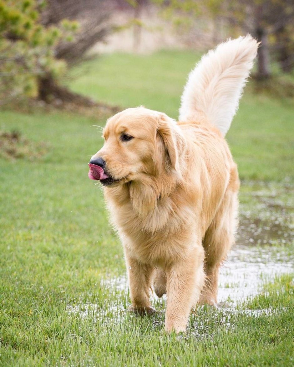 Карликовый лабрадор Голден