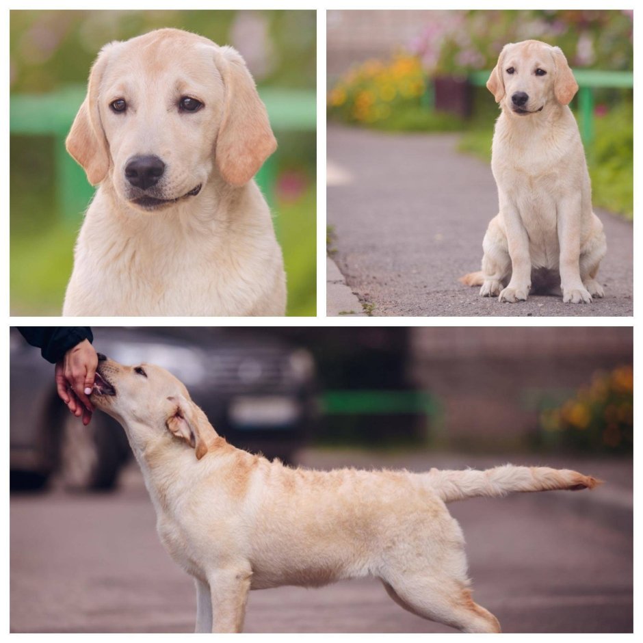 Золотистый ретривер