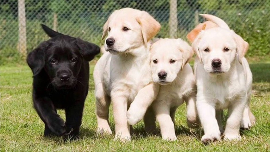 Красивые собачки большие