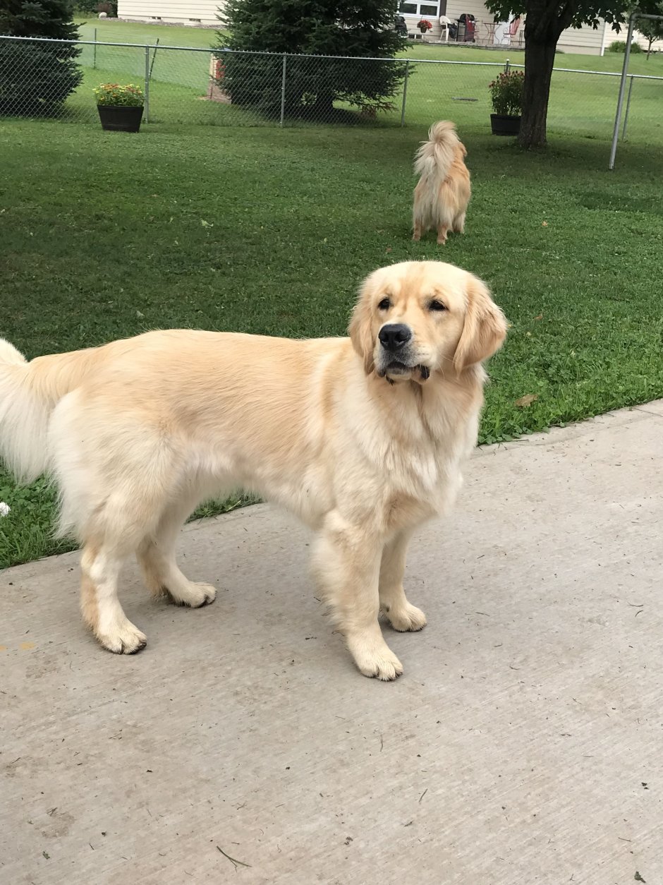 Золотистый ретривер карликовый