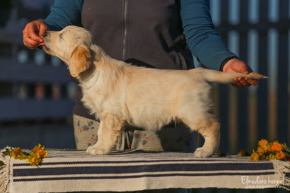 Лабрадор ретривер карликовый