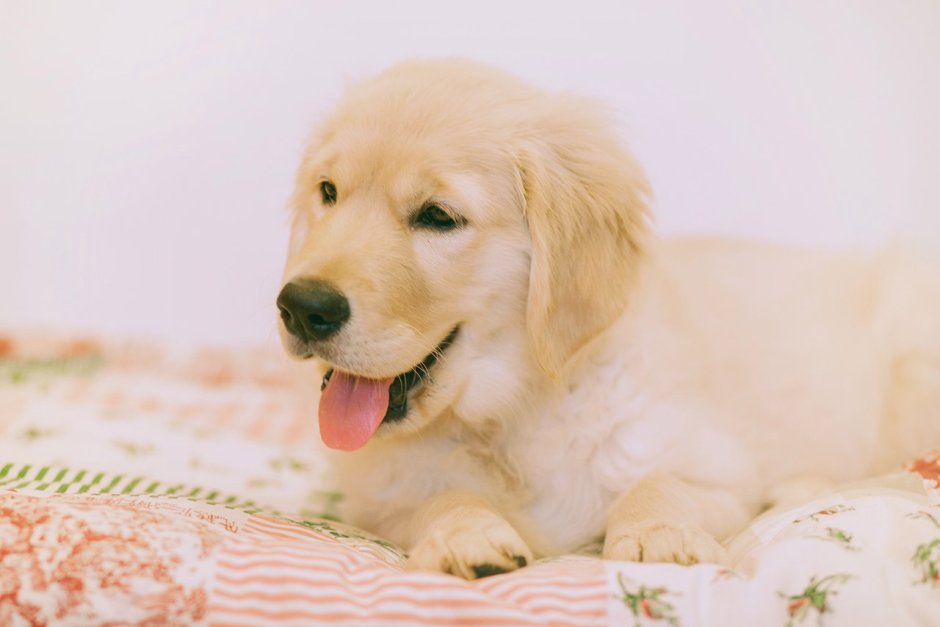 Золотистый ретривер 5 месяцев