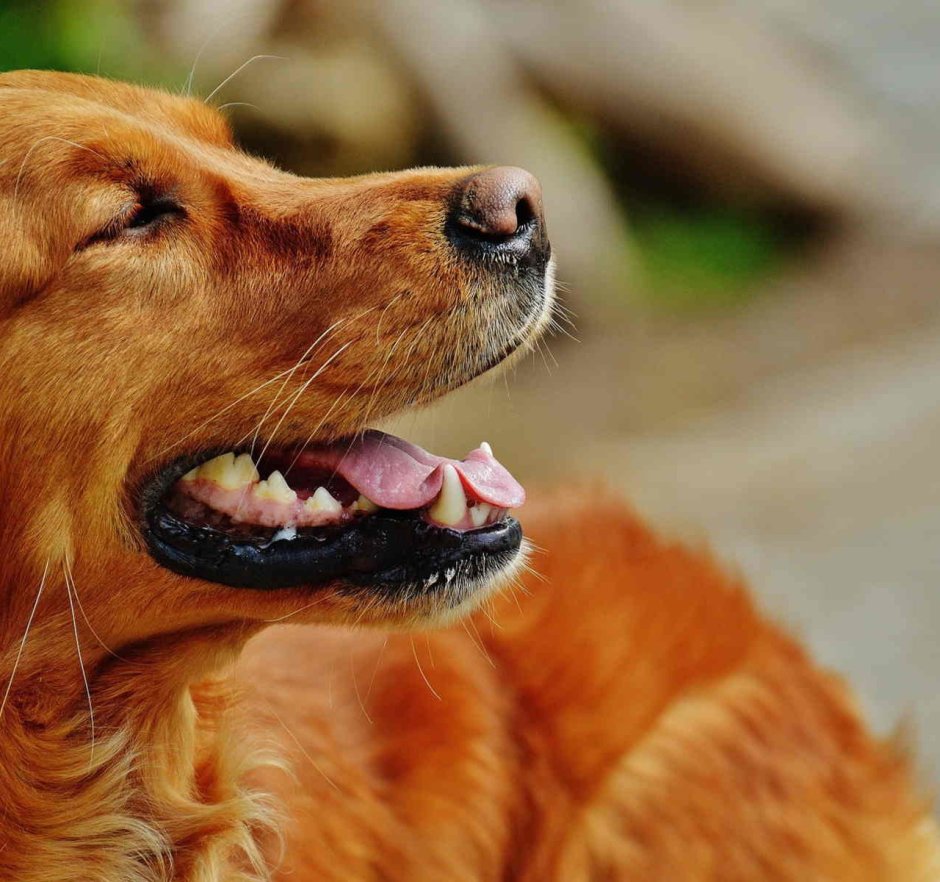 Золотистый ретривер расцветки