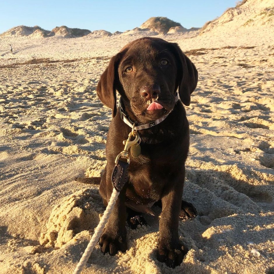 Ретривер Лев