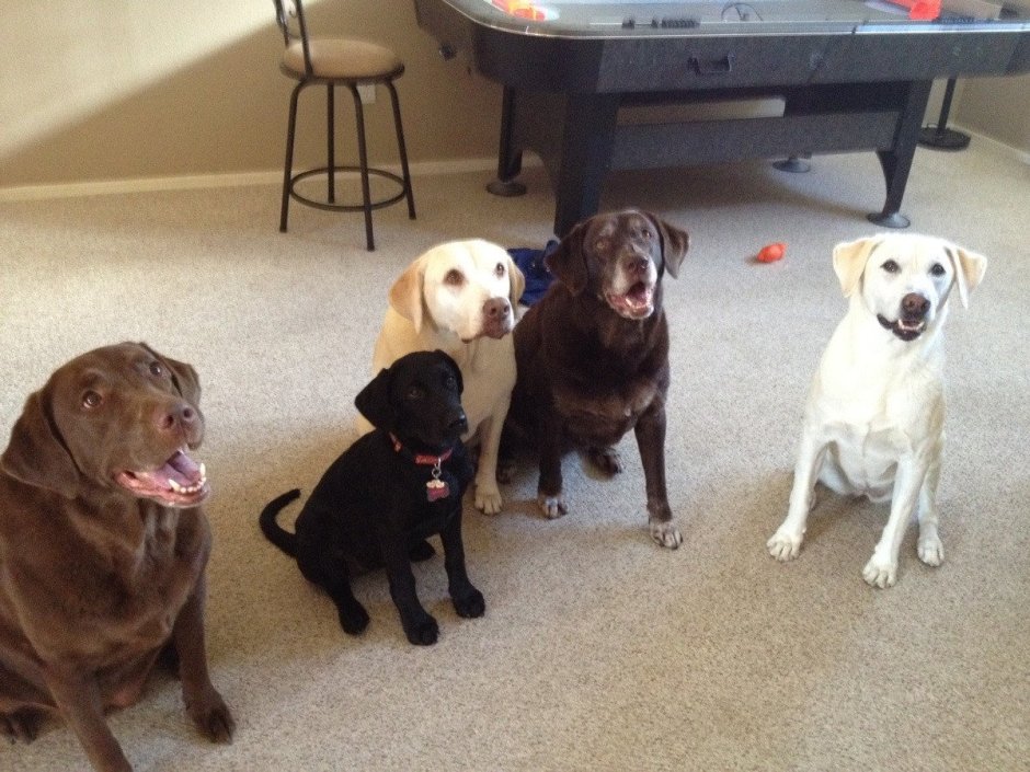 Корги и мальтипу