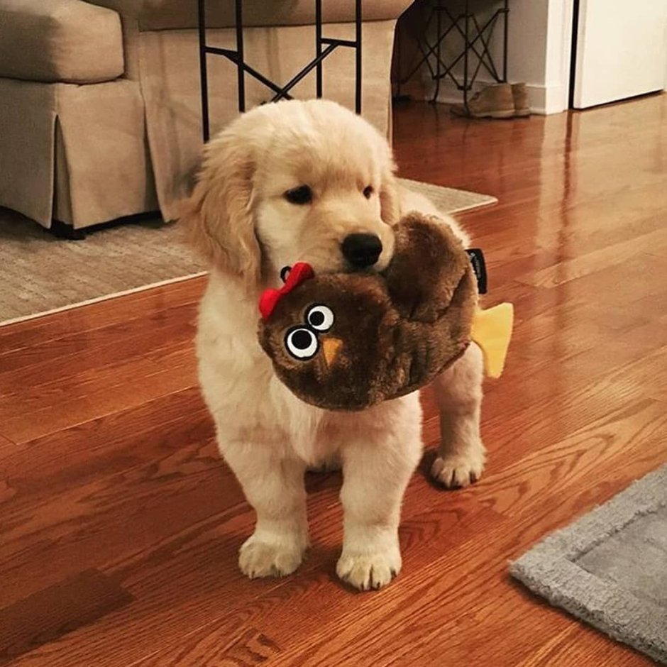 Золотой ретривер Розабелла