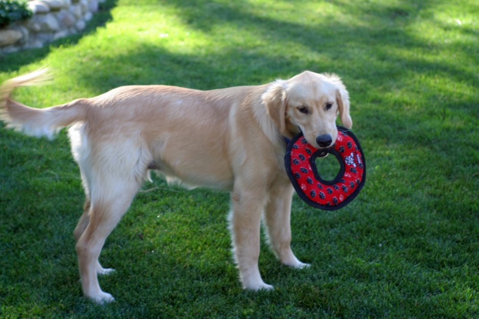Метис золотистого ретривера