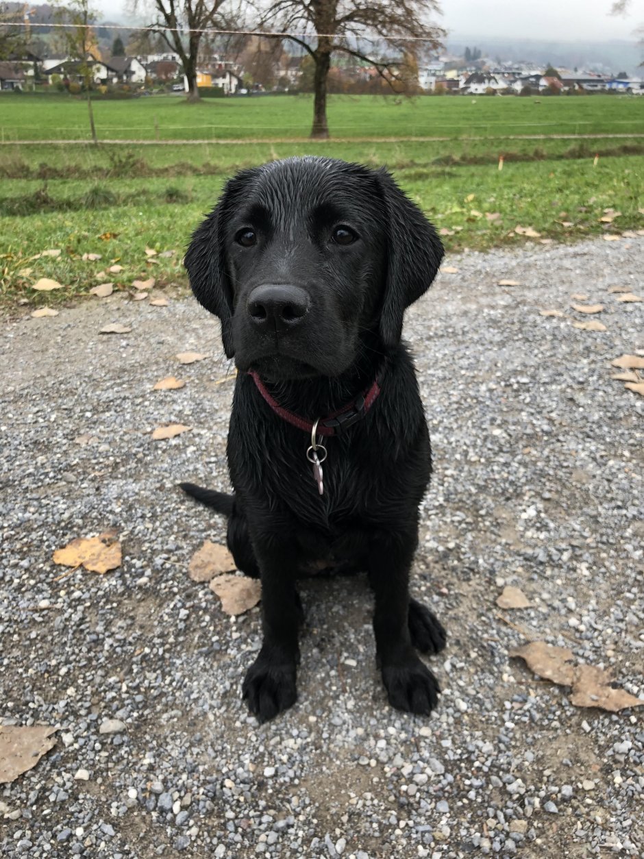 Карликовый лабрадор