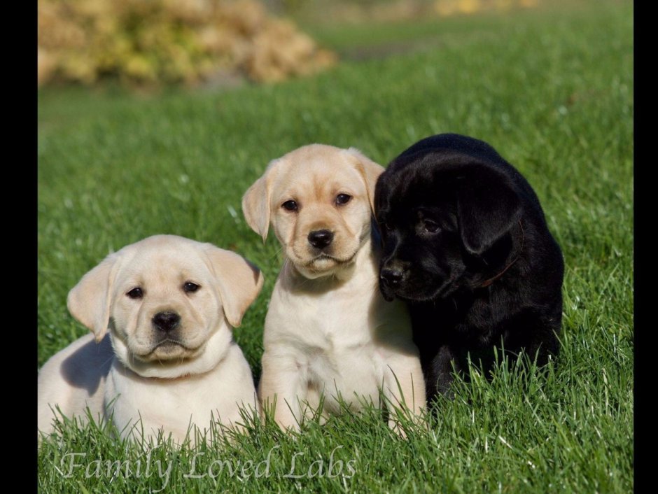 Порода золотой ретривер