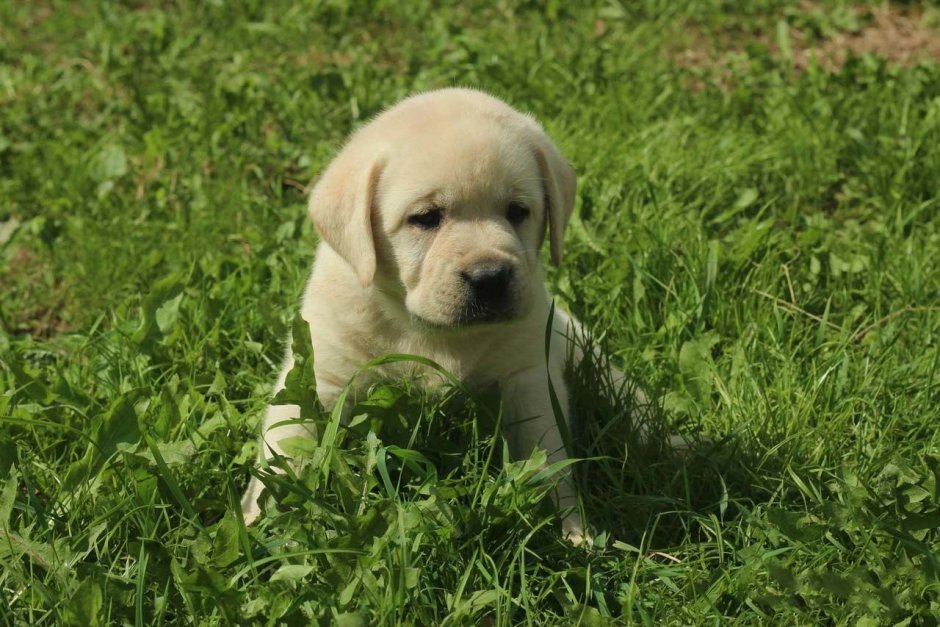 Короткошерстные лабрадоры щенки