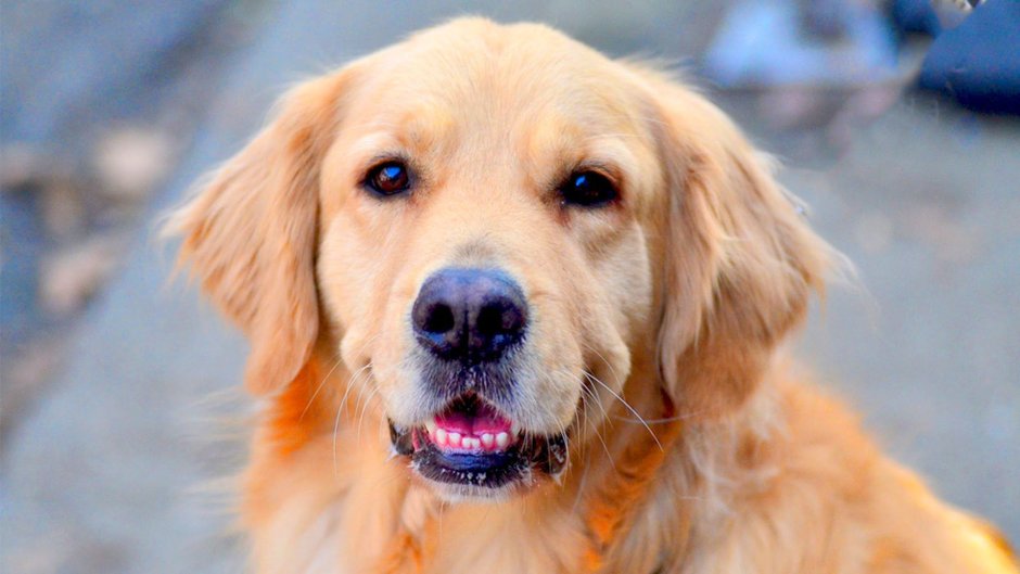 Золотистый ретривер гладкошерстный