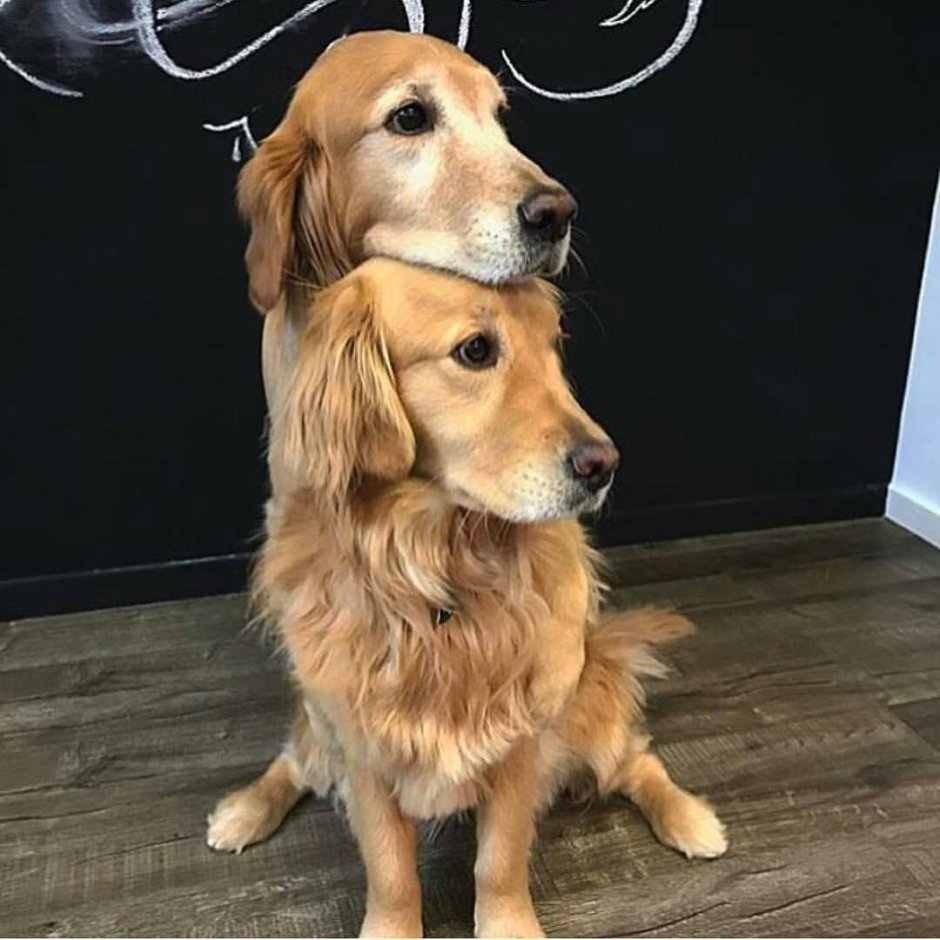 Мини лабрадор и лабрадор