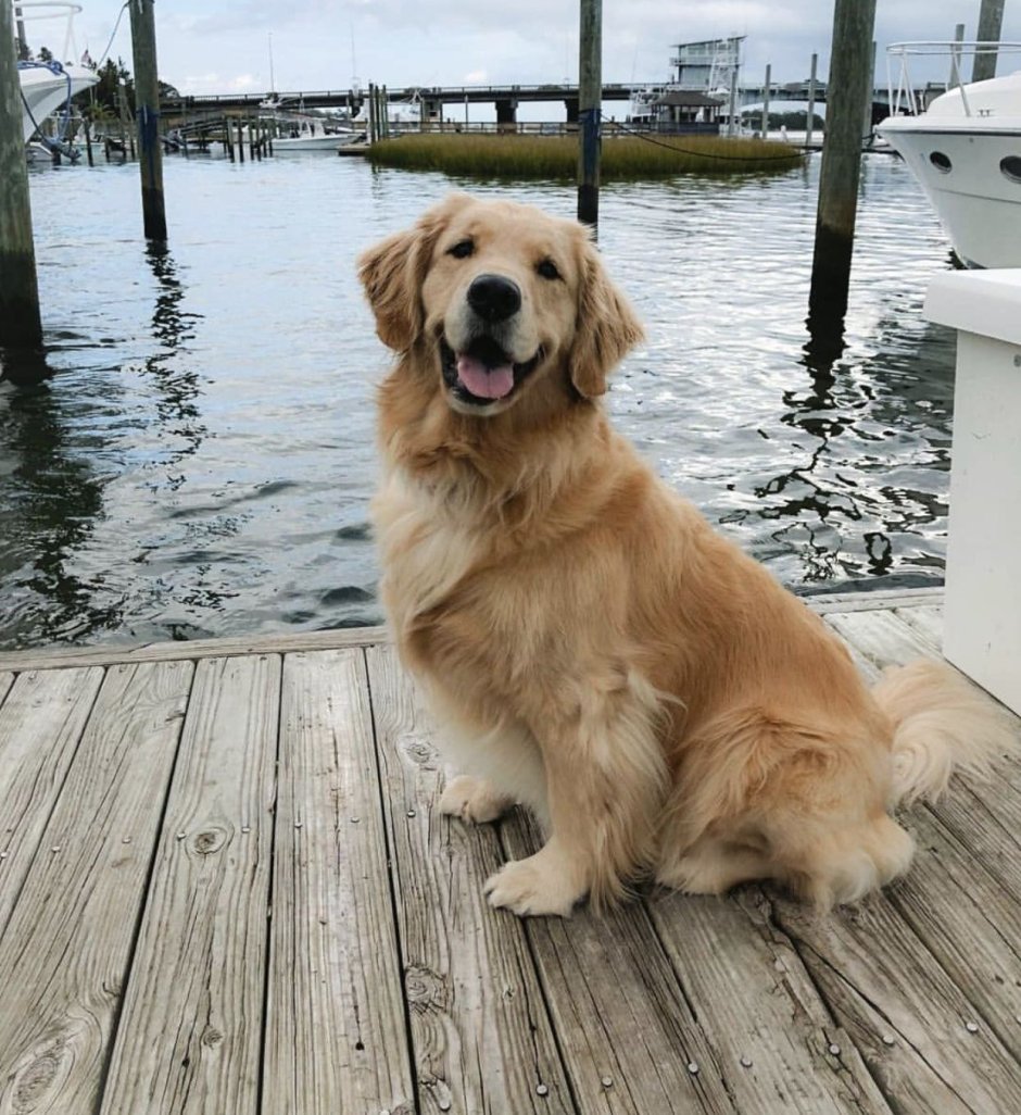 Лабрадор ретривер мини