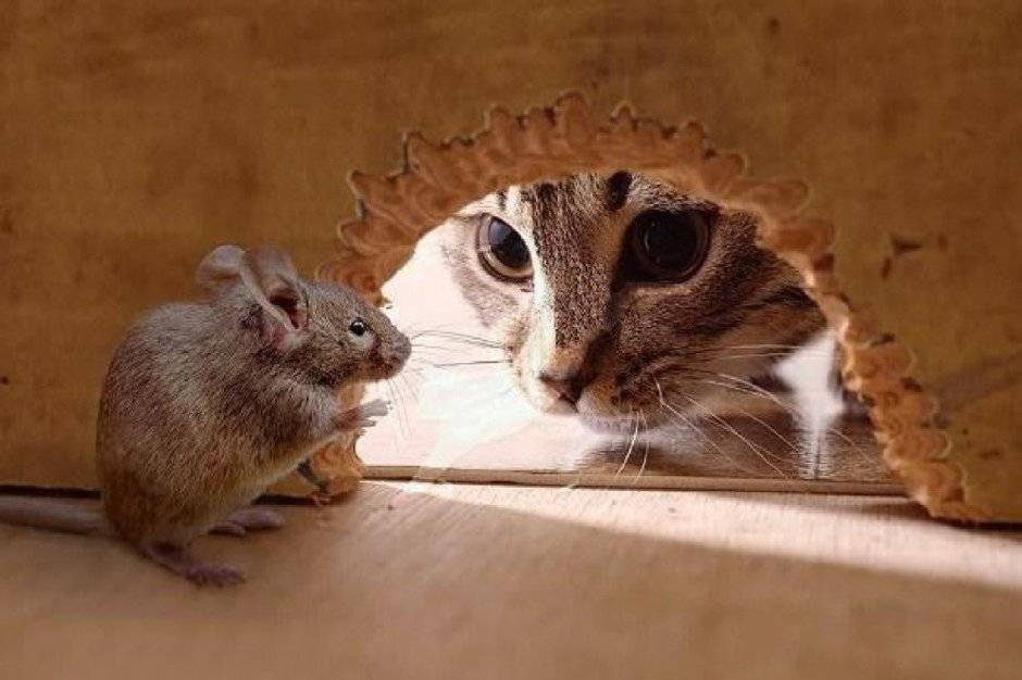 Кошка и мышь