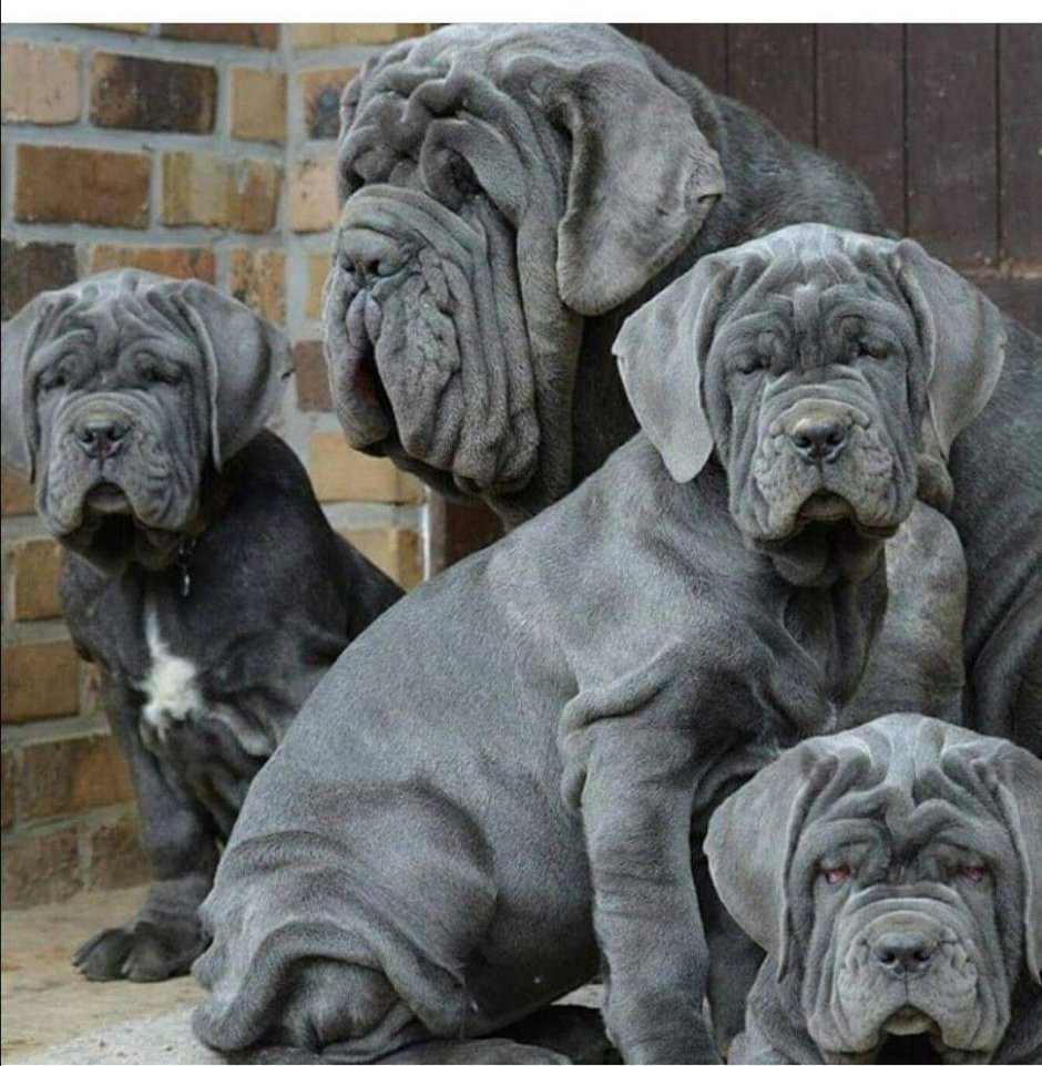 Альпийский мастиф