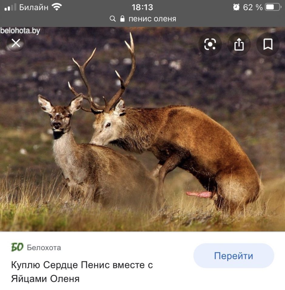 Спаривание благородного оленя