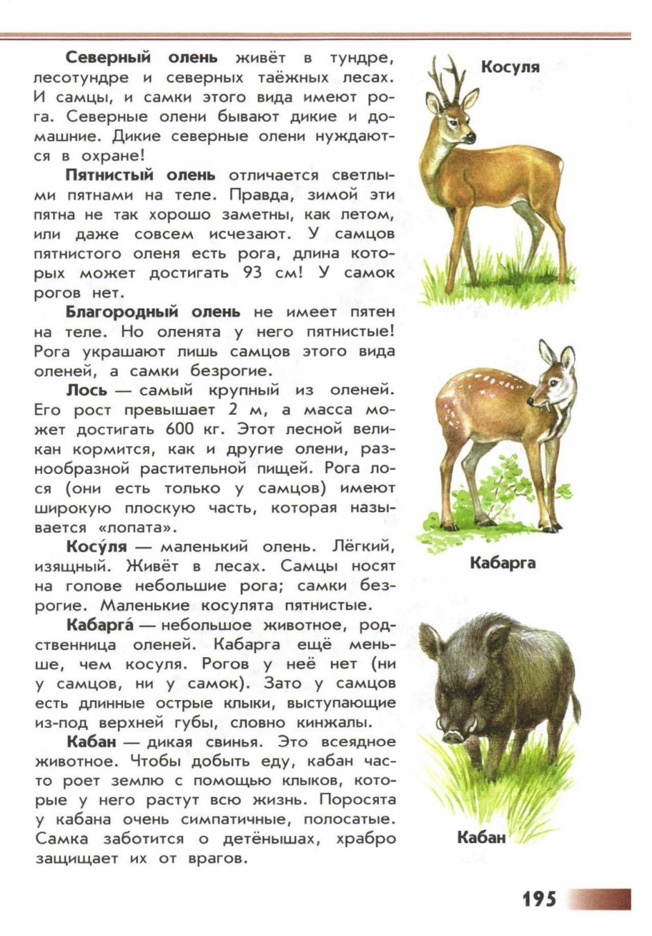 Рога самки Северного оленя